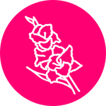 Гладиолус в цветочном гороскопе