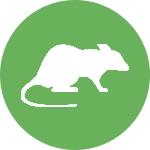 Крыс в индийском гороскопе