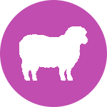 Овца в индийском гороскопе
