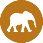 Слониха в индийском гороскопе