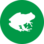 Жаба: Характеристика в славянском гороскопе животных